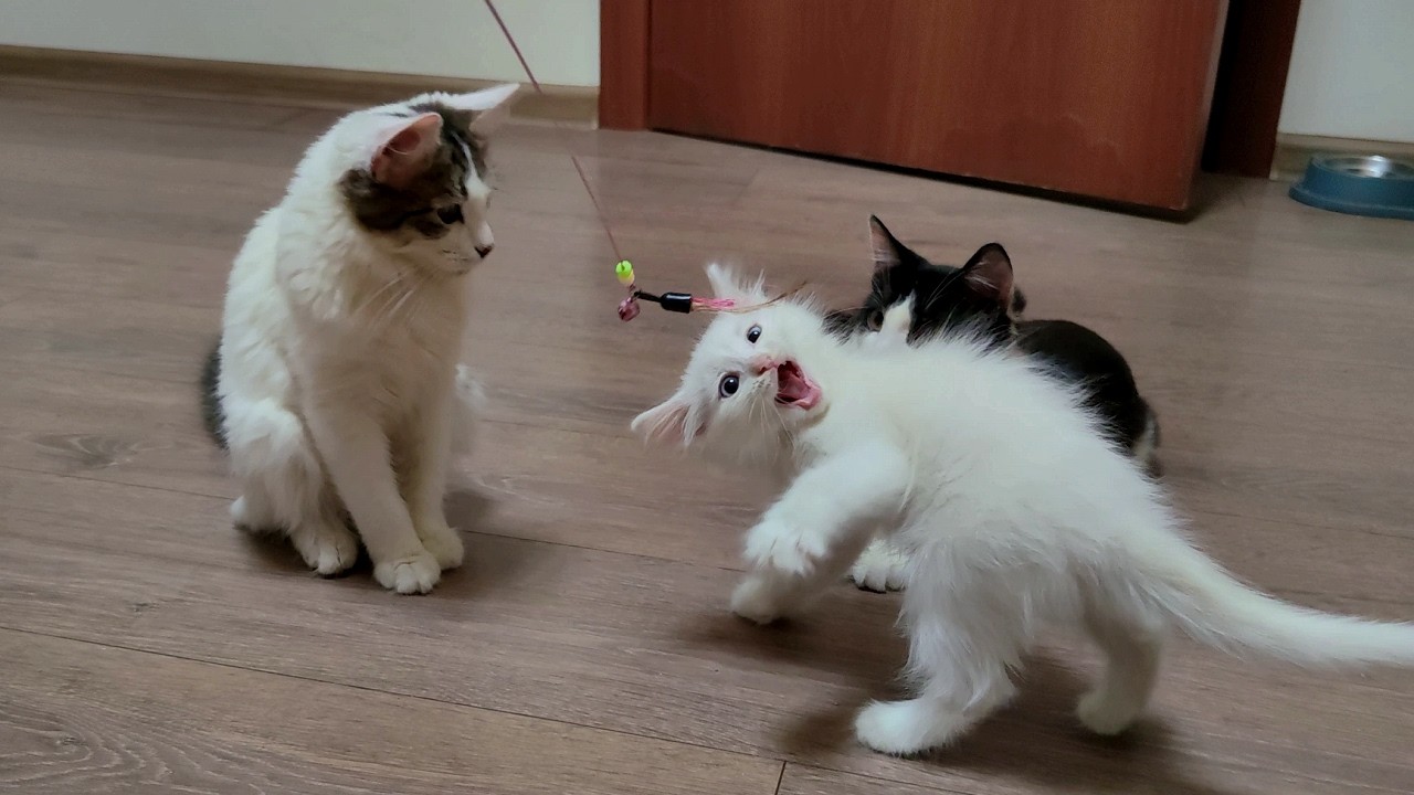 Три котенка. Три забавных брата. Котенок Микки