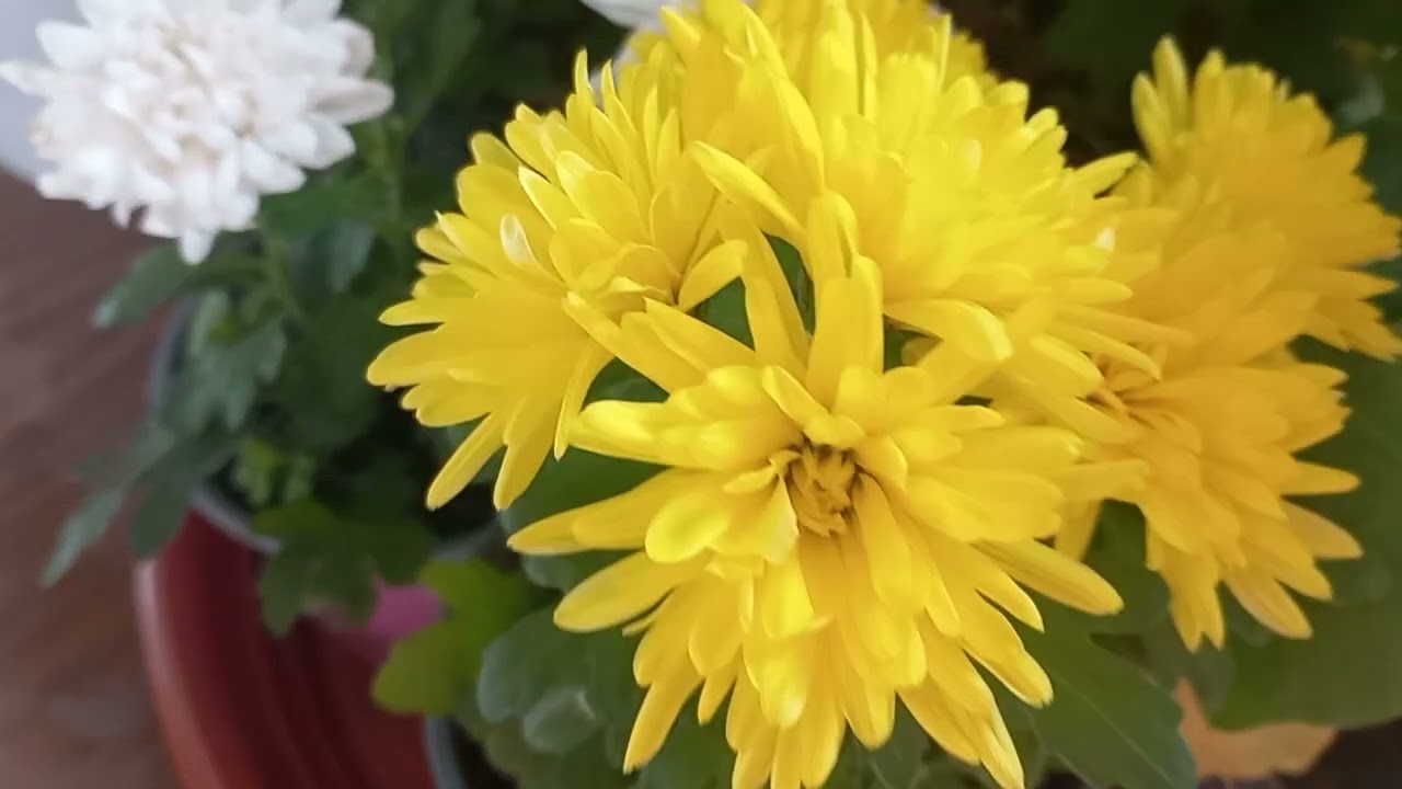 14 ФЕВРАЛЬ  УЙДАГИ ГУЛЛАРИМ🌳🌴🌵🌾☘️🍁🪴🍁🌱🪴🪻🌷🪷🏵🌹🥀🌺🌼