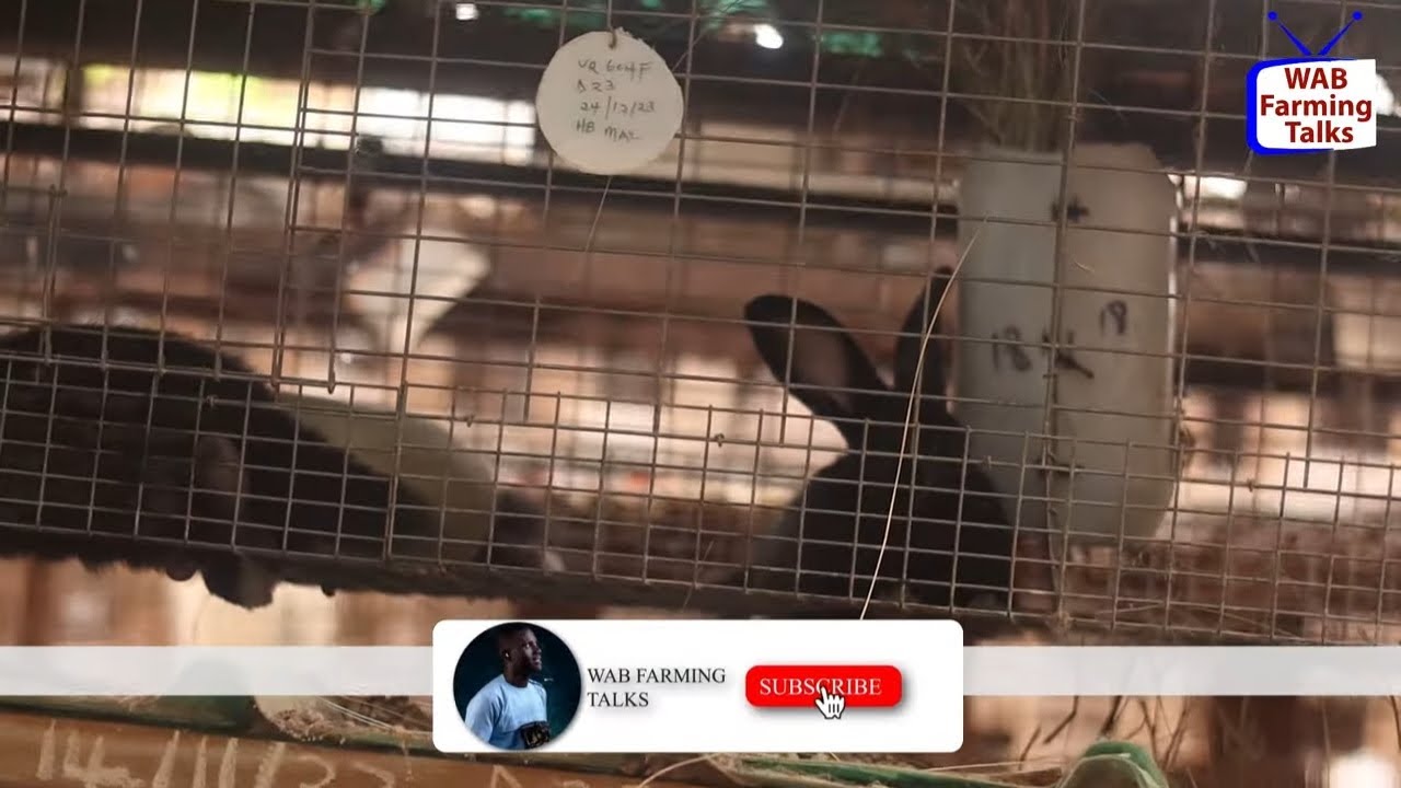 Ghana’s Biggest Rabbit Farm: A Game-Changer in Agribusiness