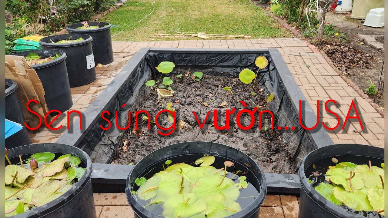 CÁCH CHE VƯỜN HOA SÚNG để đón 3 ngày đông đá sắp đến  . Mời các bạn cùng ngắm 