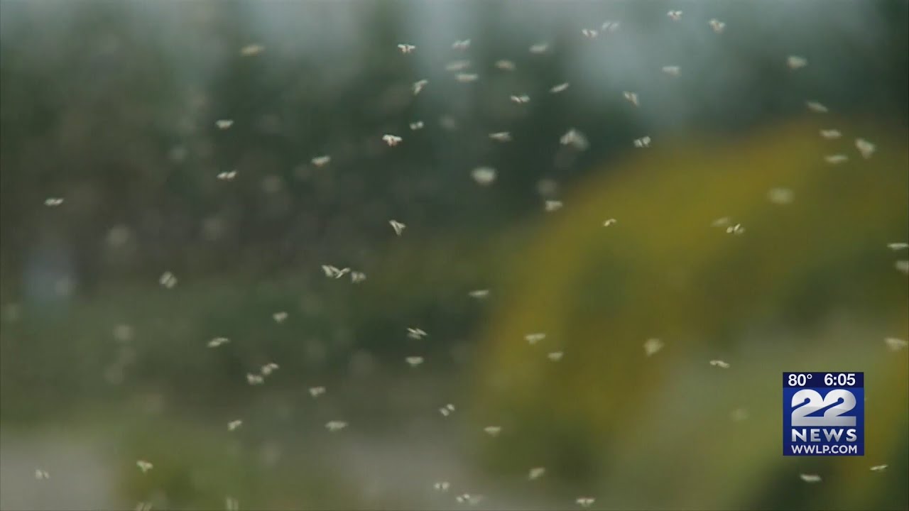 Mosquitos remain a problem in western Massachusetts amidst rainy summer