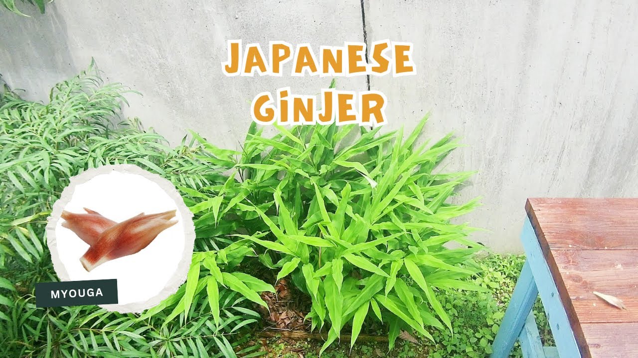Japanese ginger(Zingiber mioga) cultivation without any hassle