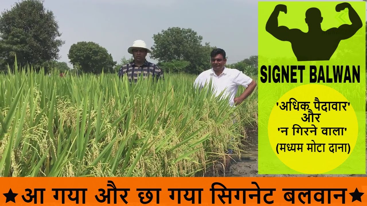 Signet Balwan | आ गया सिगनेट बलवान | रोपाई के बाद 98-100 दिन में पक कर तैयार | मध्यम मोटा दाना