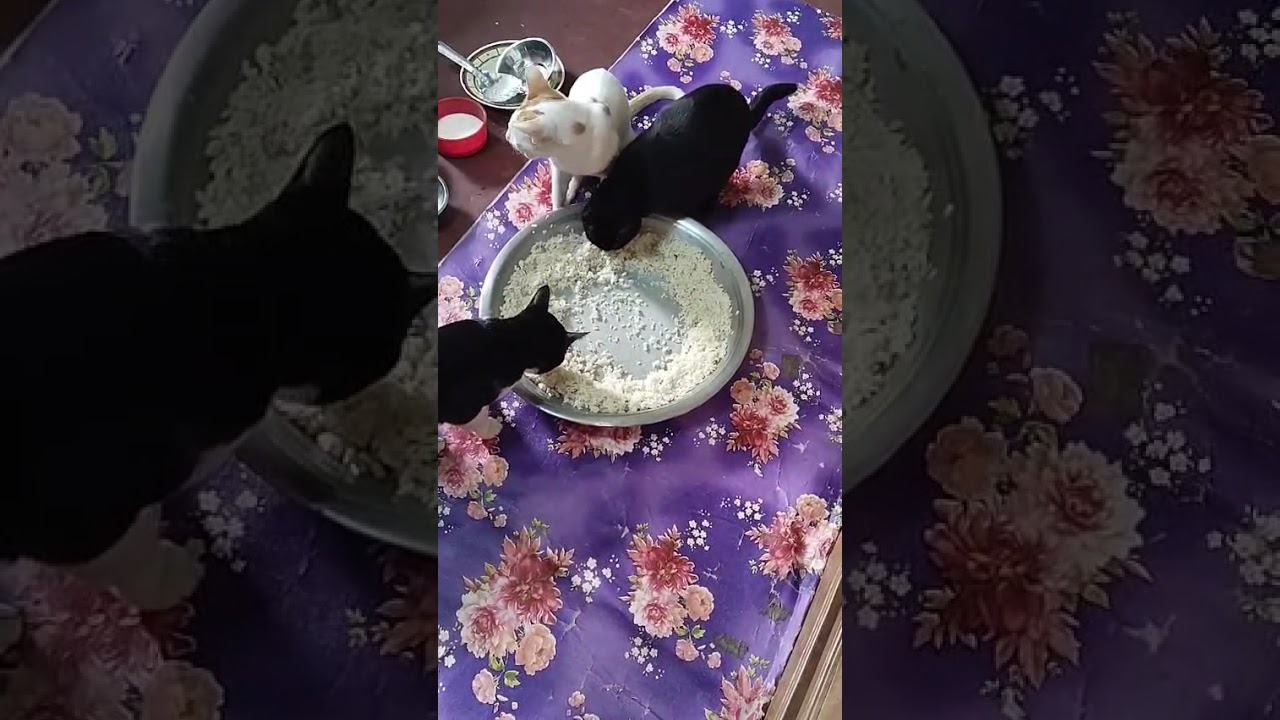 বিবাহিত জীবনে যারা সংসার ভেঙে দিতে চান বাচ্চা হওয়ার আগে ভাঙ্গন বাচ্চা হওয়ার পরে নয় ❤️❤️❤️❤️