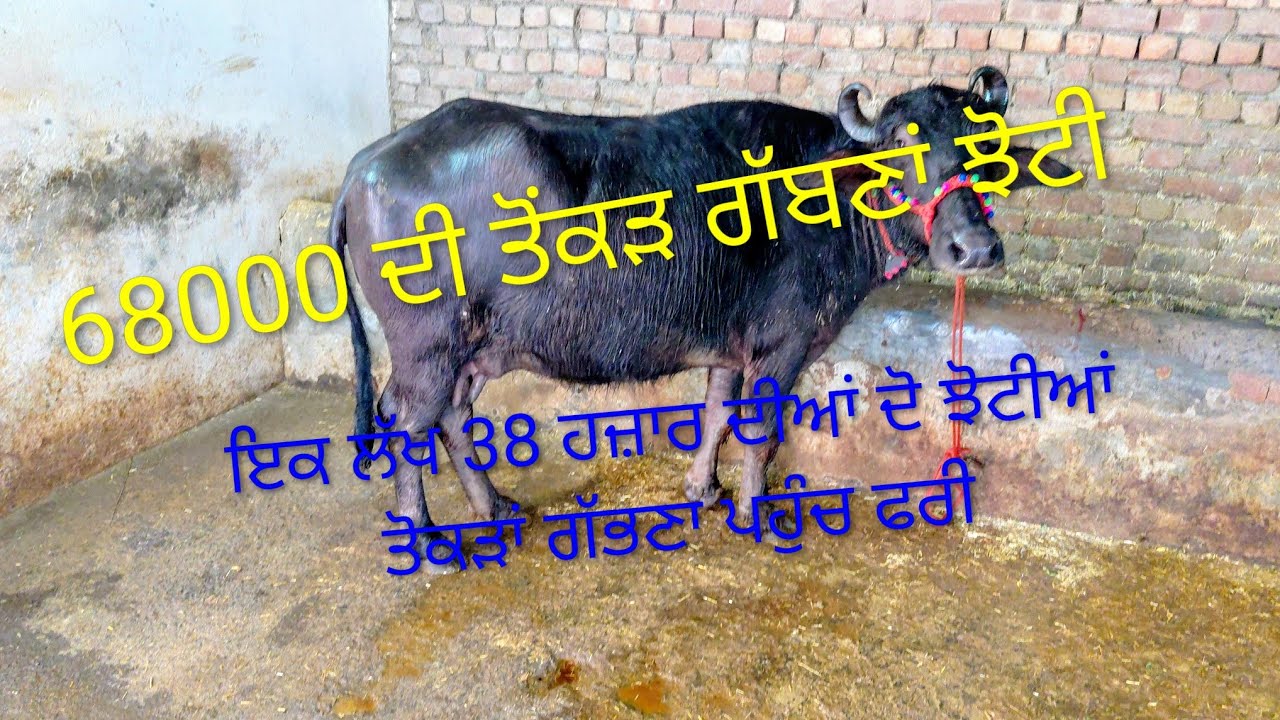 7814088635 ਦੋ ਝੋਟੀਆਂ ਤੋਕੜ ਗੱਬਣਾ ਇਕ ਲੱਖ 38000 ਦੀ  ਪਹੁੰਚ ਫਰੀ