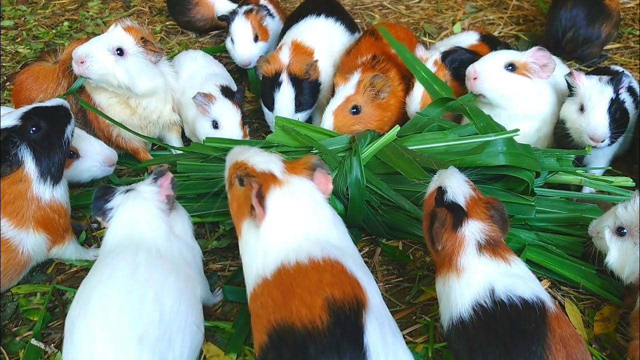 Guinea pig ASMR eating, eating ASMR mukbang video, cute animal sounds, funny animal asmr 