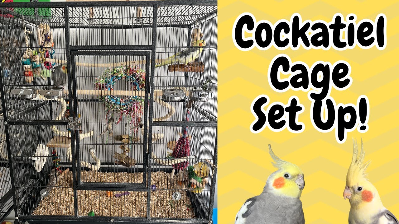 Cockatiel Cage Set Up! | TheParrotTeacher