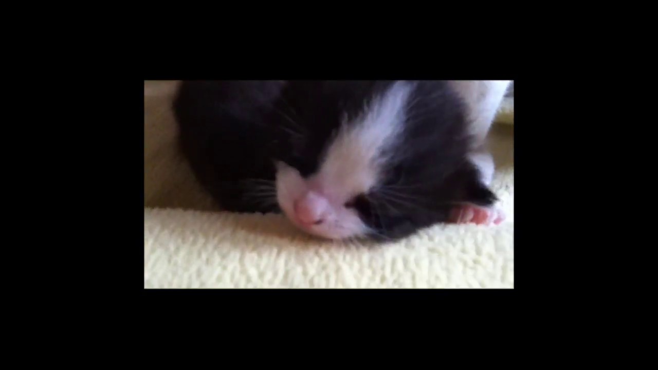Kitten miauen und Baby Katzen mit Katzen Mama