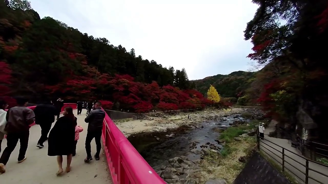 2025/11/18  愛知県香嵐渓の紅葉
