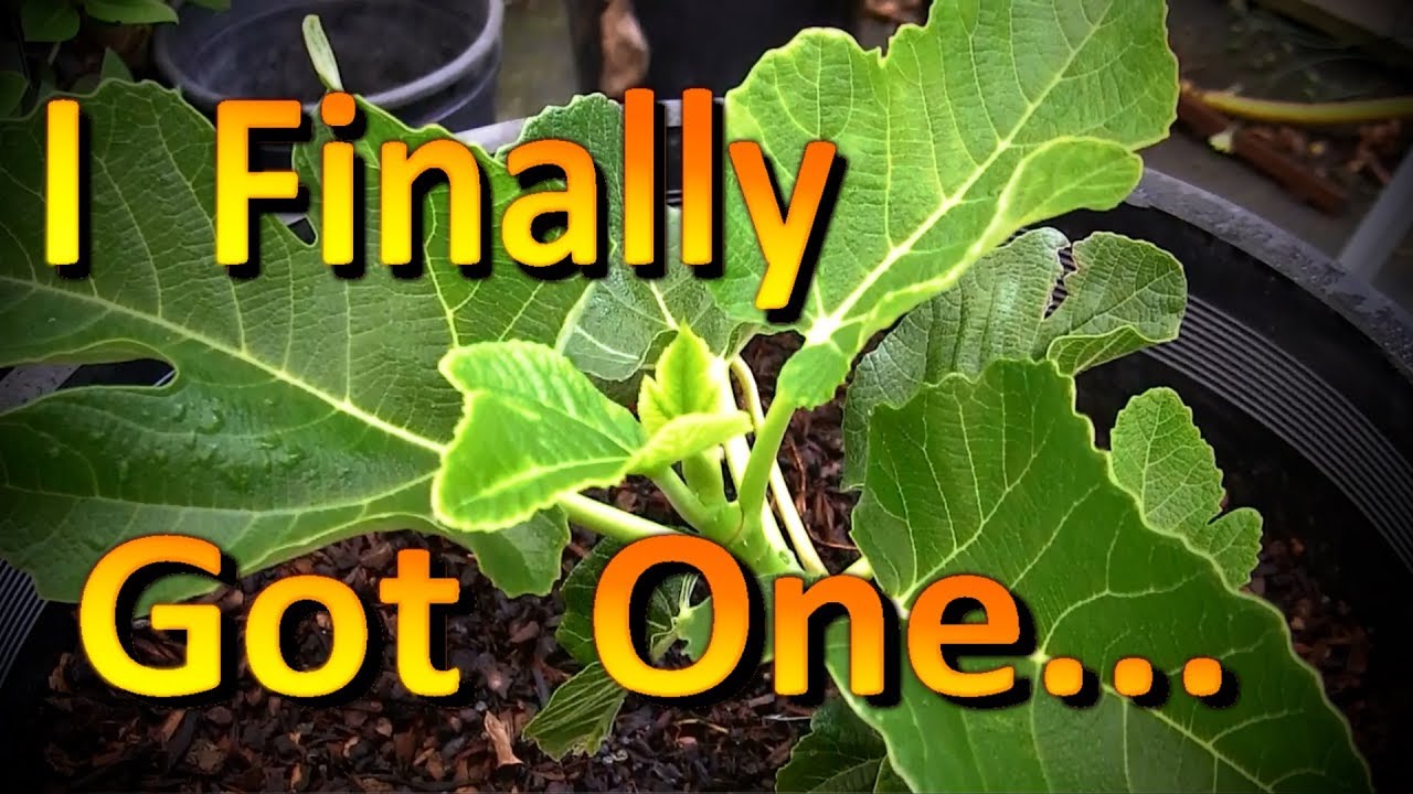 Black Madeira KK Fig Tree Unboxing and a Tour of My Humble Fig Collection