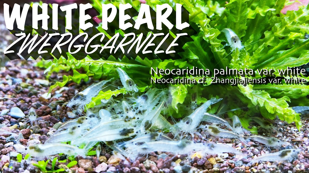 Die White Pearl Zwerggarnele - Neocaridina palmata var. white