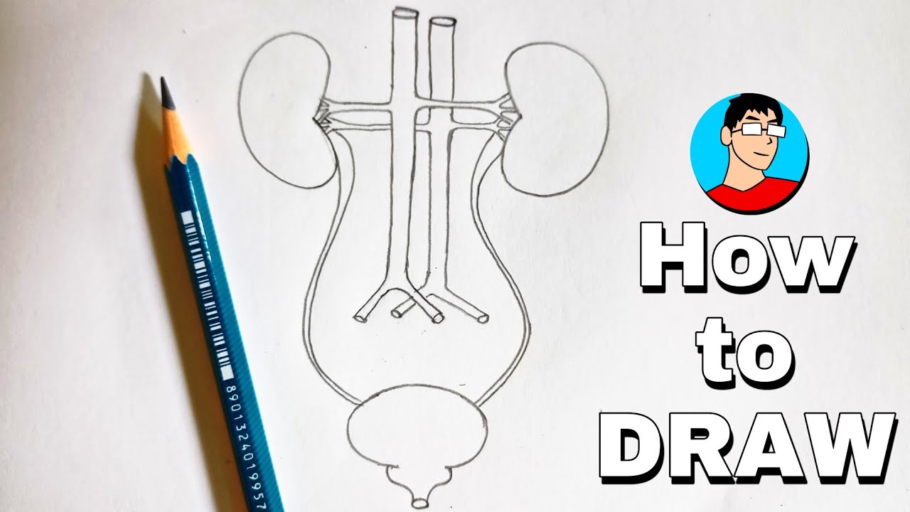Human Excretory System Diagram| How to Draw Human Excretory System Diagram step-by-step Drawing