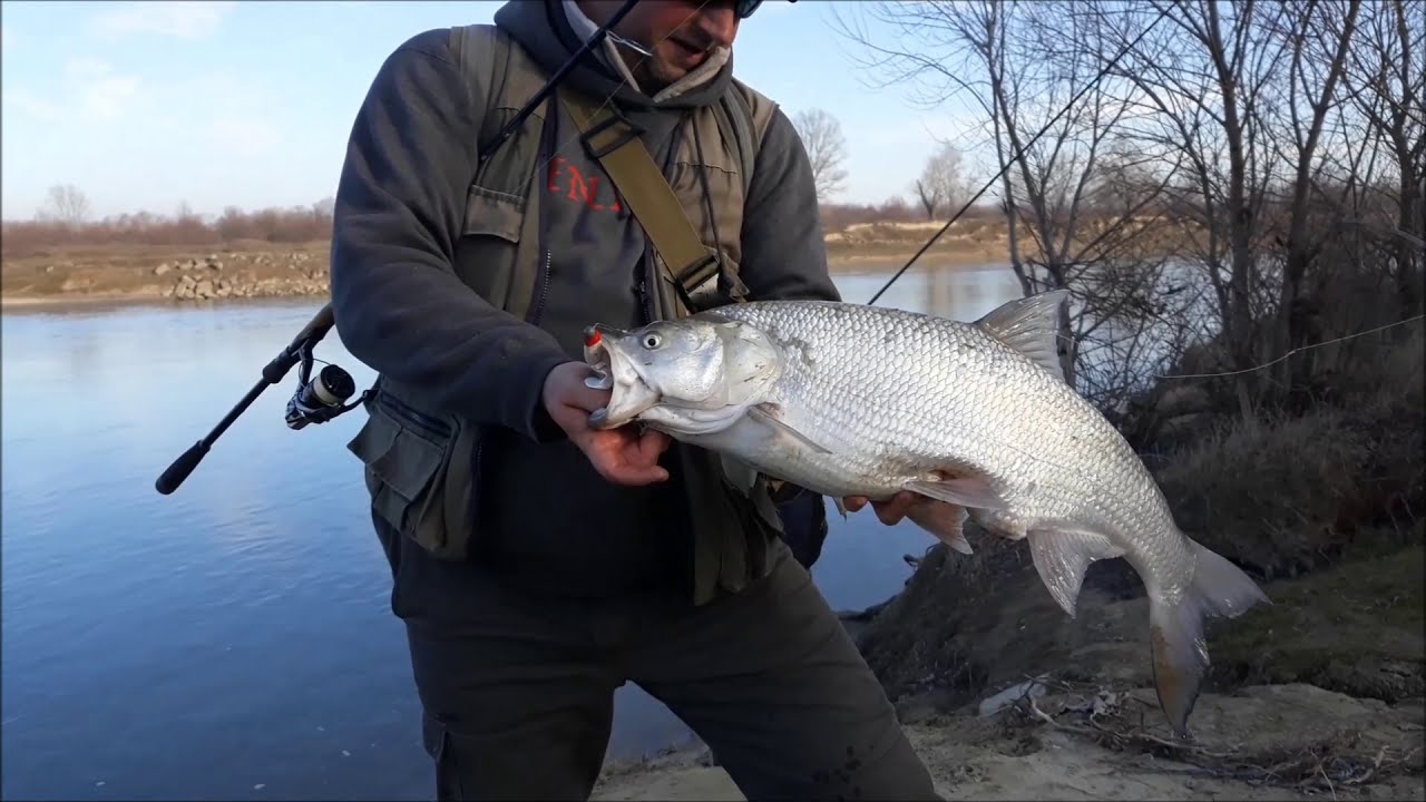 Avat 5,4kg