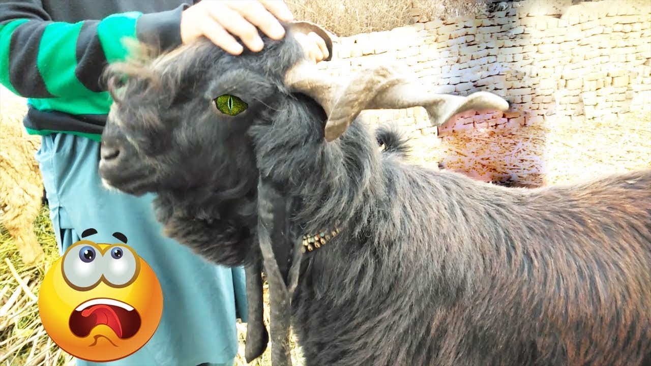Amazing Goat Buck - Gigantic Goats Breed in Pakistan - DDP Breed Male Lamachor Bakra