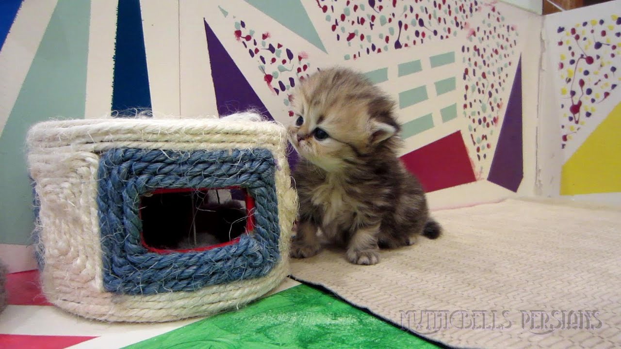 12 06 23 Persian kittens first REAL play session, the K litter