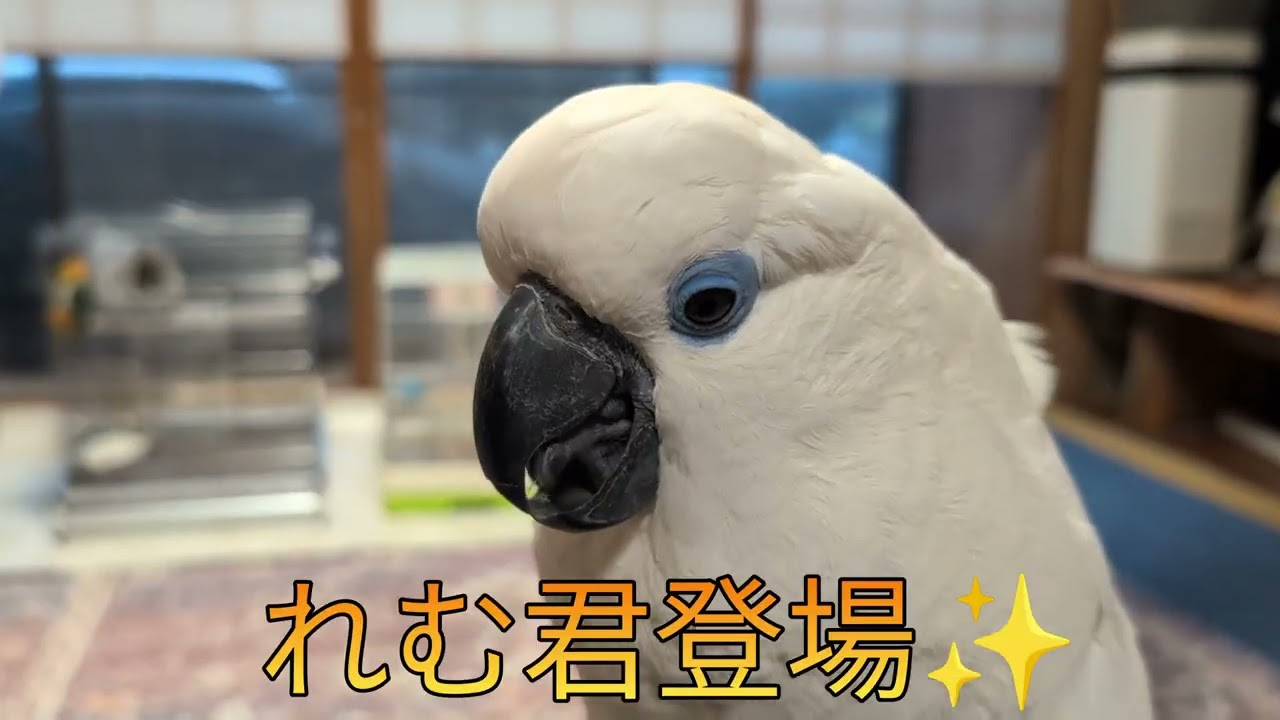 天真爛漫破壊姫りあちゃんです😊
