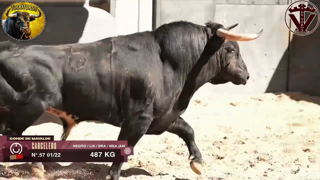 ORDEN DE LIDIA| Novillos de Conde de Mayalde| Feria de San Isidro