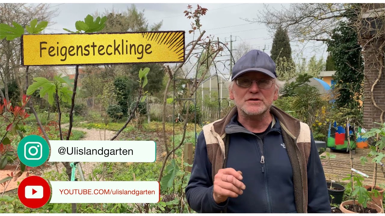 Feigenstecklinge erfolgreich vermehren