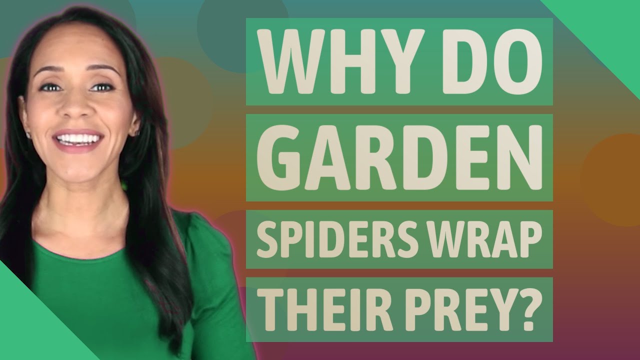 Why do garden spiders wrap their prey?