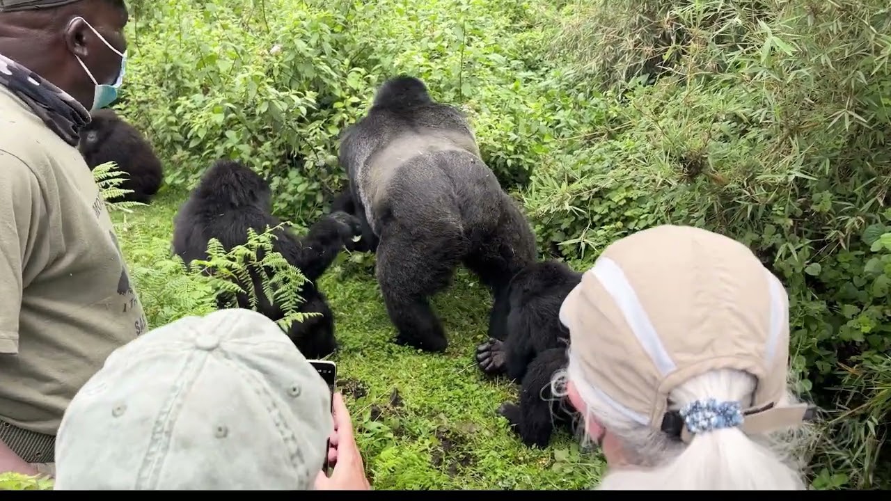 What does a Gorilla Trek look like?