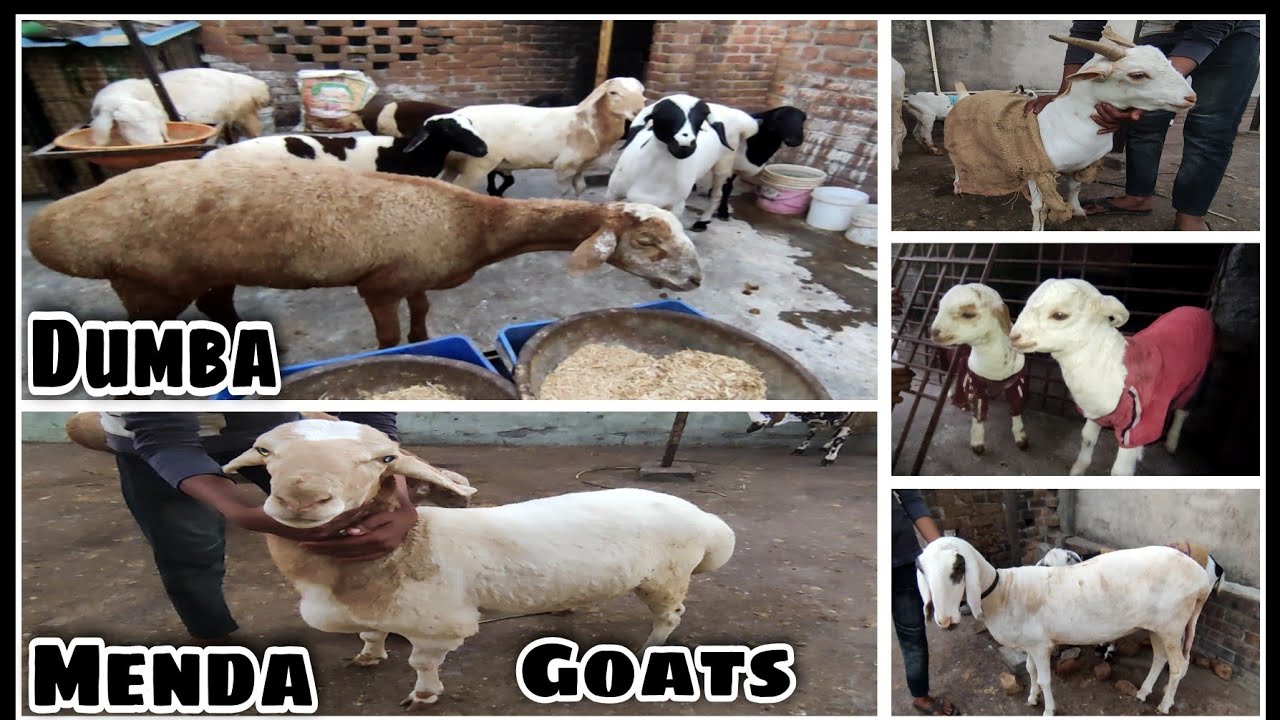 Dumba | Menda | and Goats at Ansari Goat Farm | Latest Stock | Lucknow Uttar Pradesh