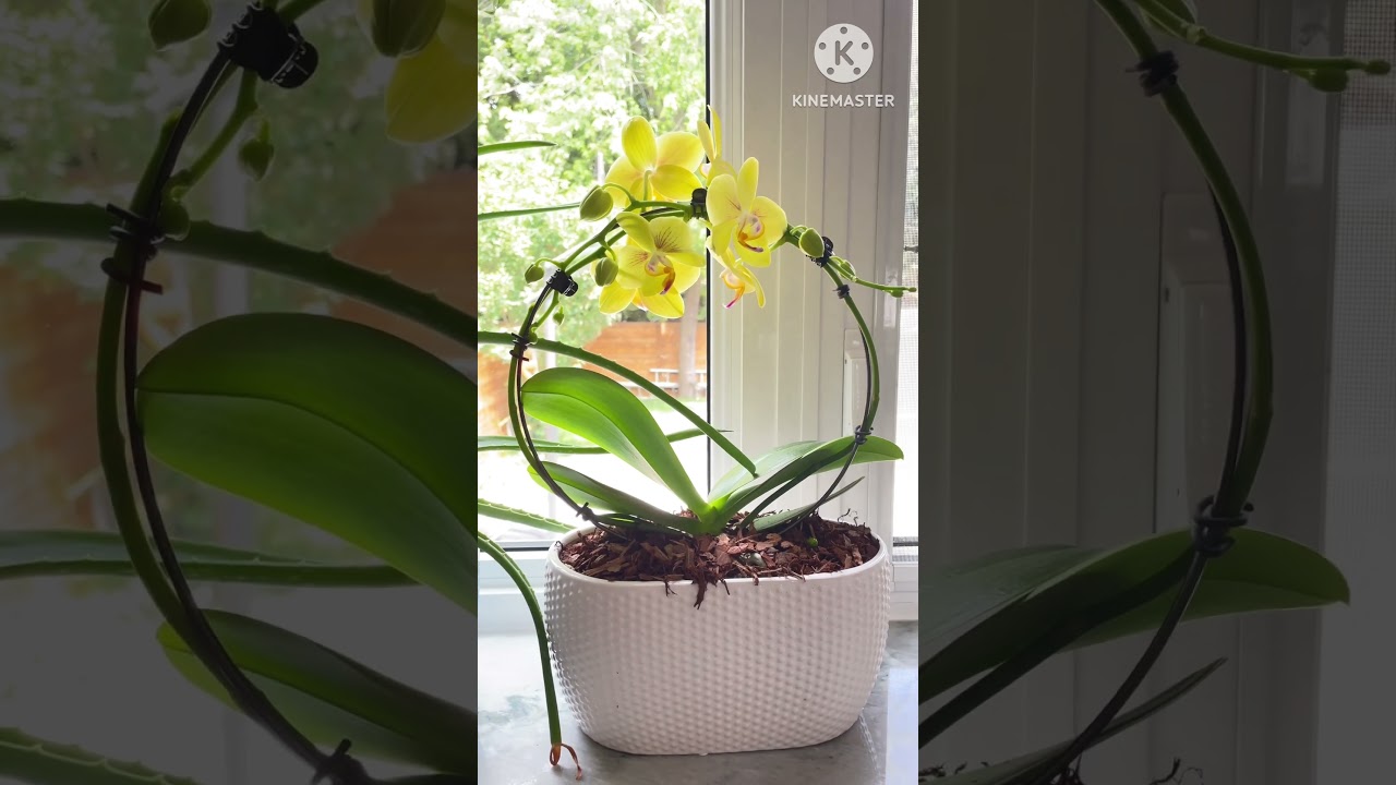#beautifulorchids #windowdecor