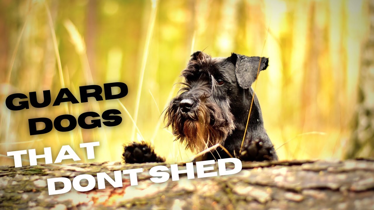 9 best guard dogs that do not shed