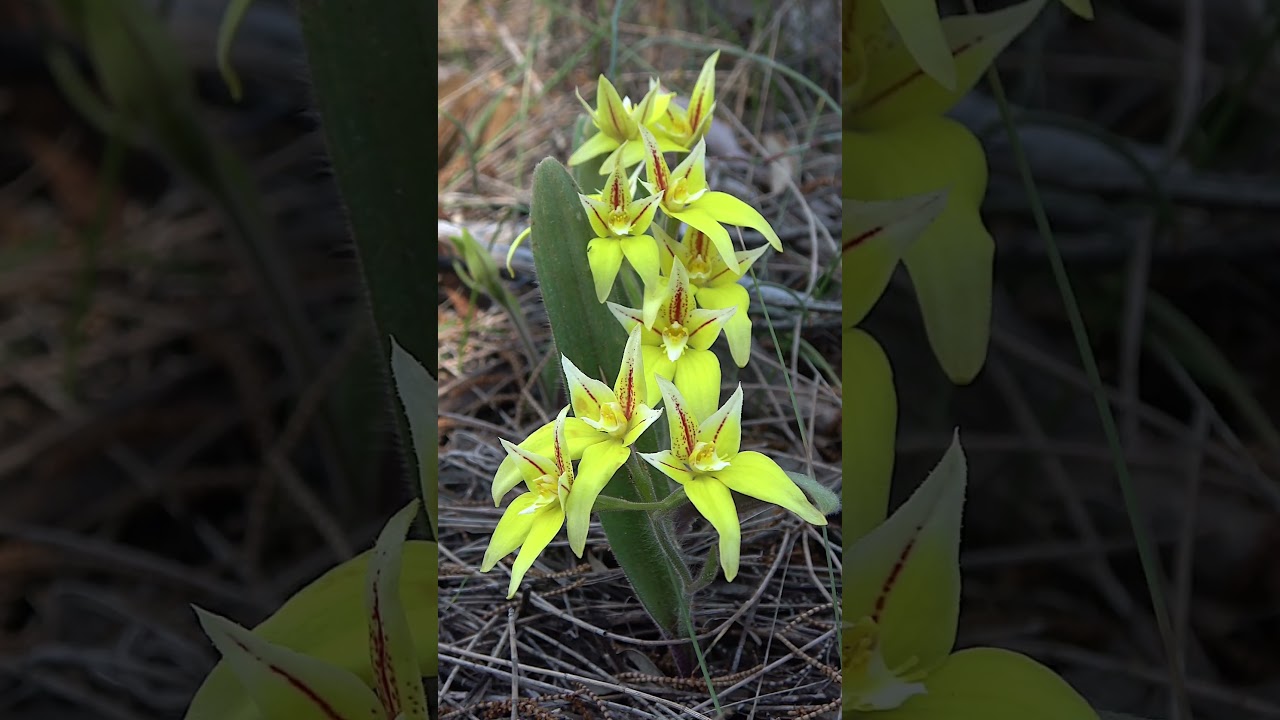 Cowslip orchid part 2