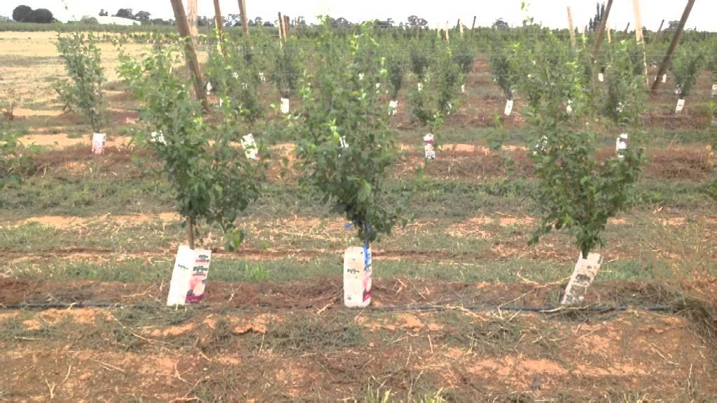 Introduction to Plum Tree Training Experiment
