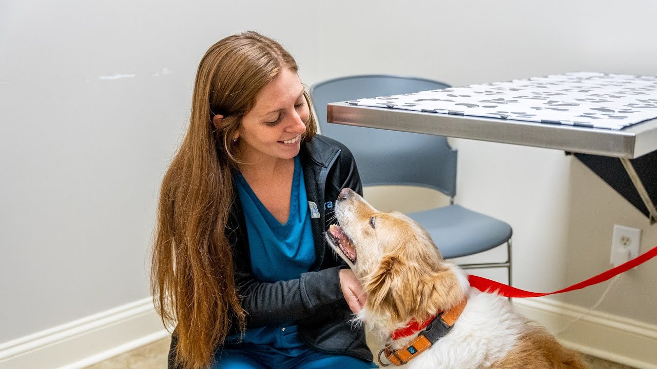 How to Care for Your Pet's Teeth at Home