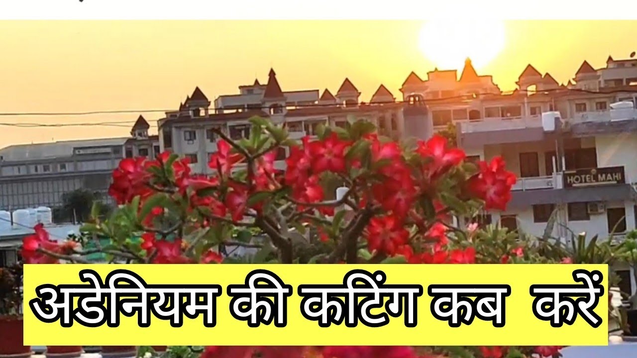 अडेनियम की कटिंग कब ,कैसे करें