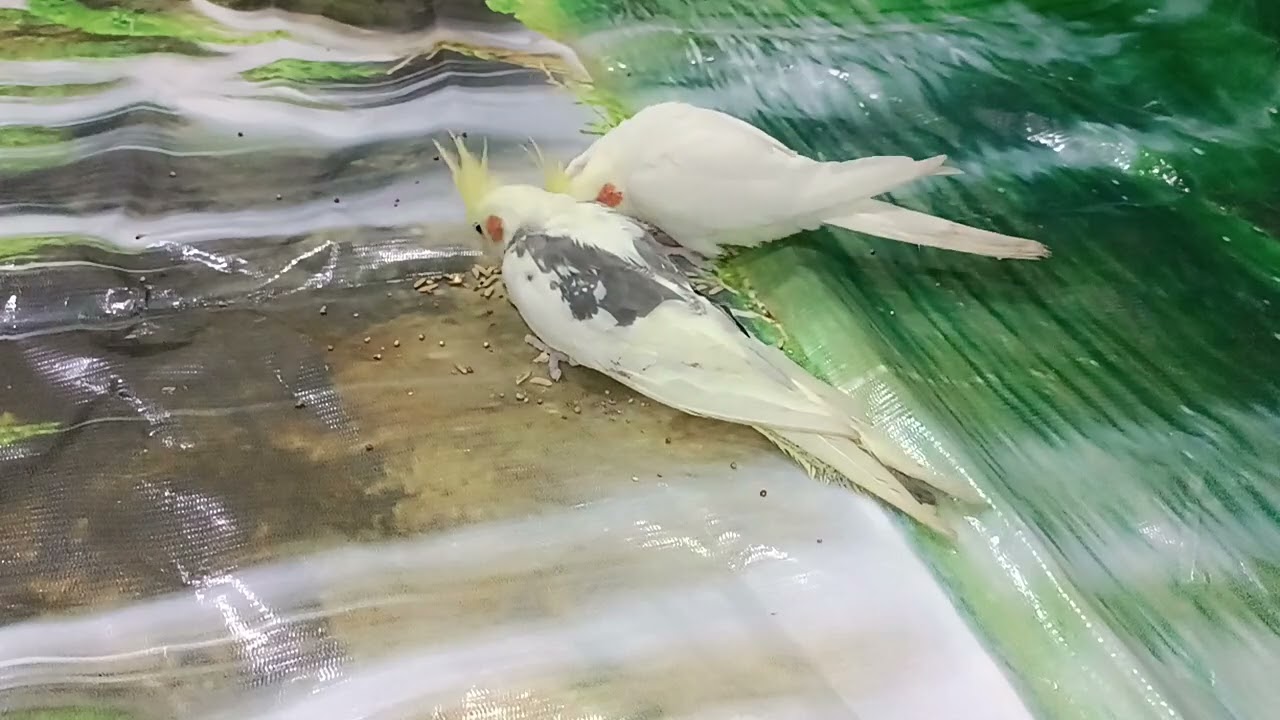 Beautiful cockatiel pets eating seeds 