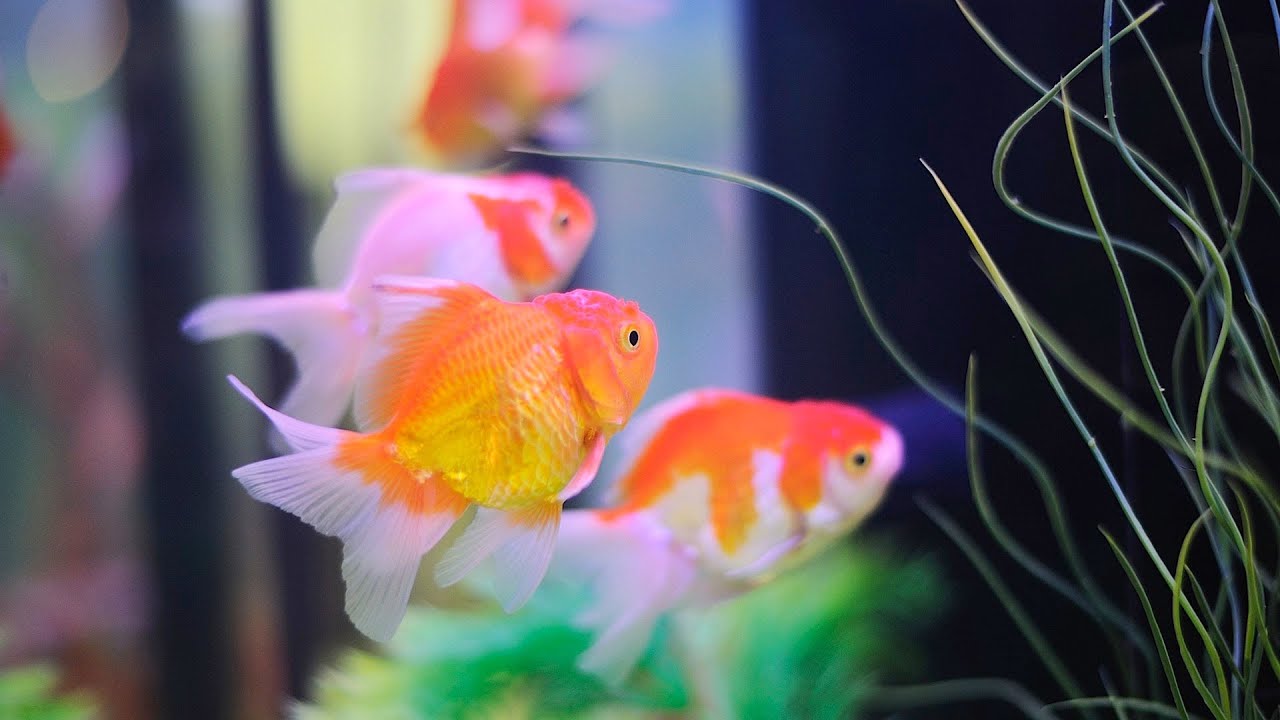 How to Keep Koi Fish | Aquarium Care