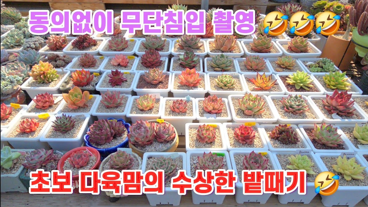 구독자 귀요미펫님 귀요미 아가들 주인없을때 훔처보기 키핑장 구하시는분들 여긴 어떤가요? #묵둥이 #국민이 #창 #다육이 #귀요미펫 #키핑장 #이정다육농원 #달콤한총각다육