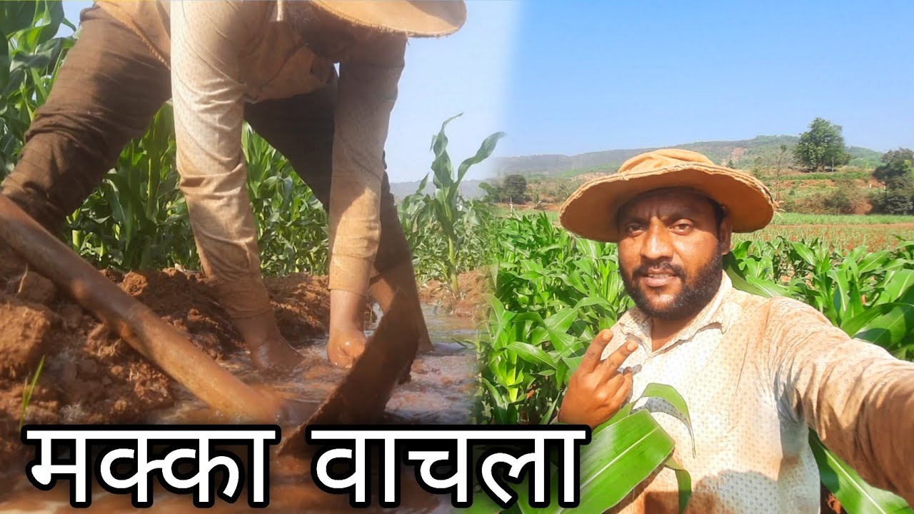 आज मक्याला पाणी पाजले! बघा मका किती जोमात आलाय 😍