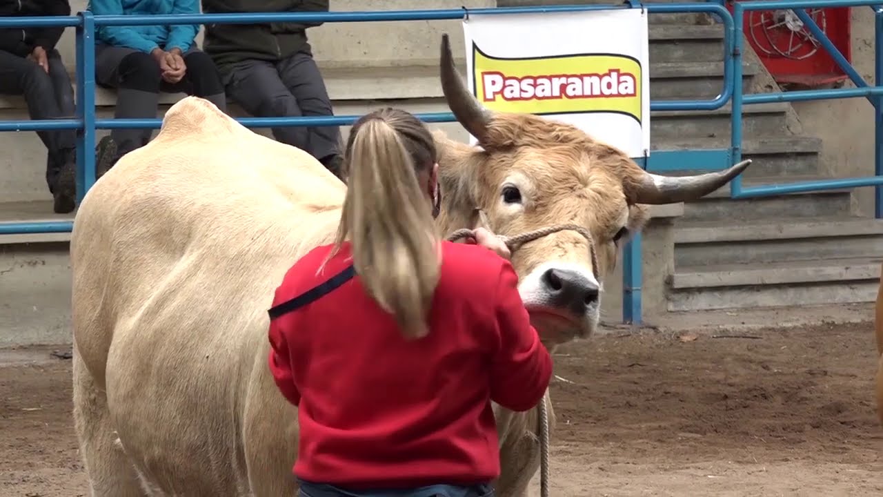 Concurso de Asturiana de los Valles tipo normal (Cangas del Narcea) / El Campo de Asturias