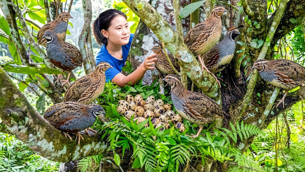 Catching Many Ancient Wild Quails on Trees & Goes to Market Sell – Rural Life and Cooking
