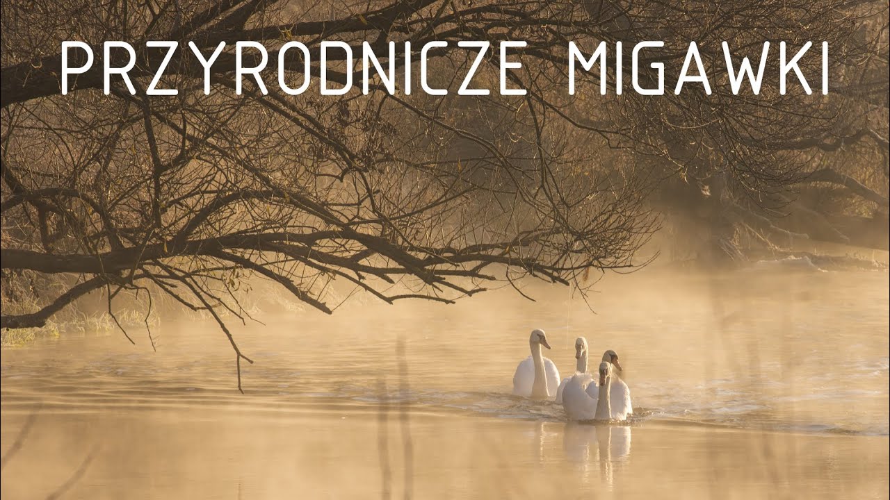 Mroźny listopadowy poranek nad Pilicą // Przyrodnicze migawki #1