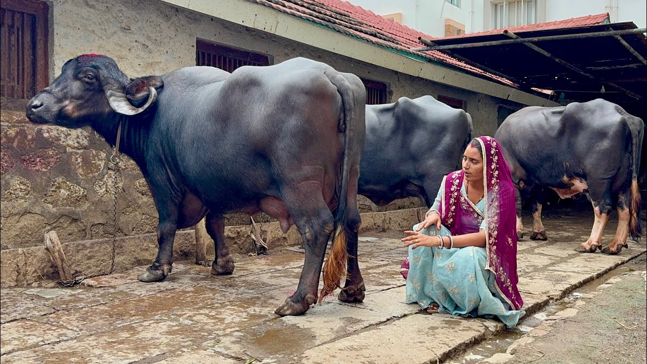 18 से 20 लीटर दूध देने वाली जाफराबादी भैंस यहां से खरीदें भावनगर गुजरात