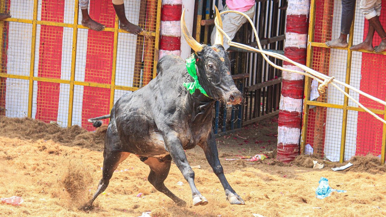 Kovilur Jallikattu 2026 Videos 05 | கோவிலூர் ஜல்லிக்கட்டு 2026 Videos 05