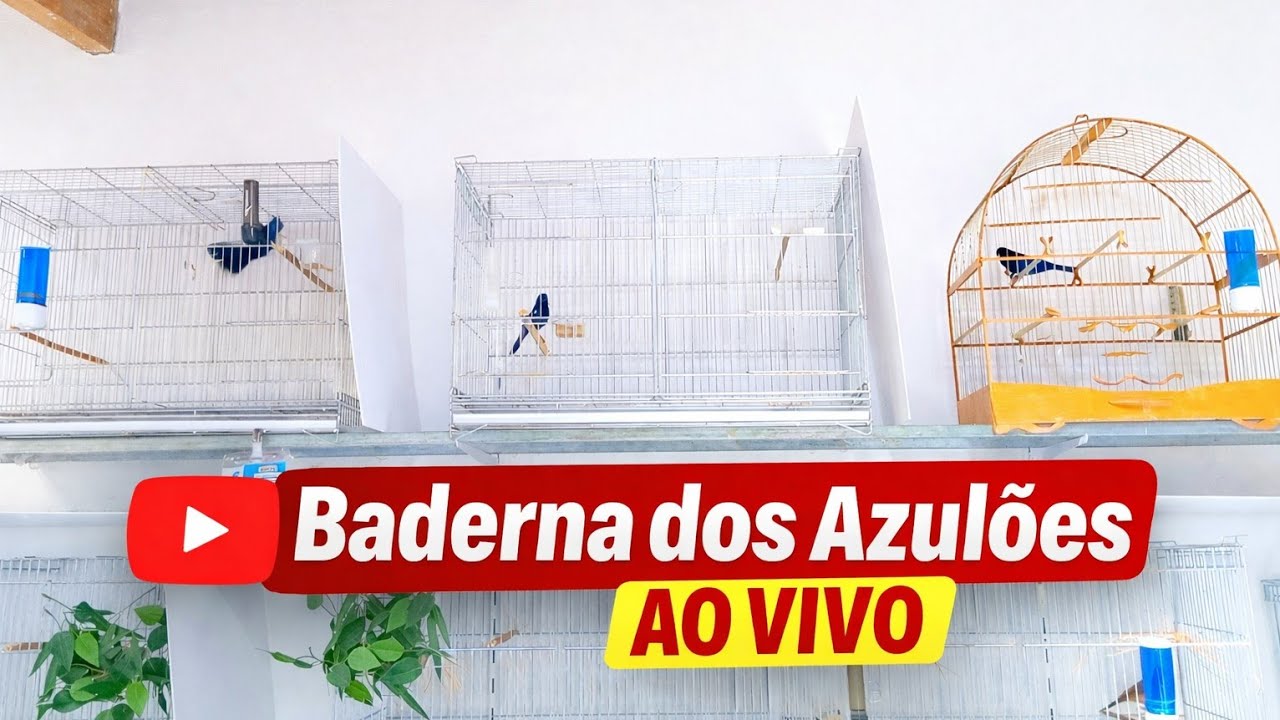 baderna dos azulões ao vivo