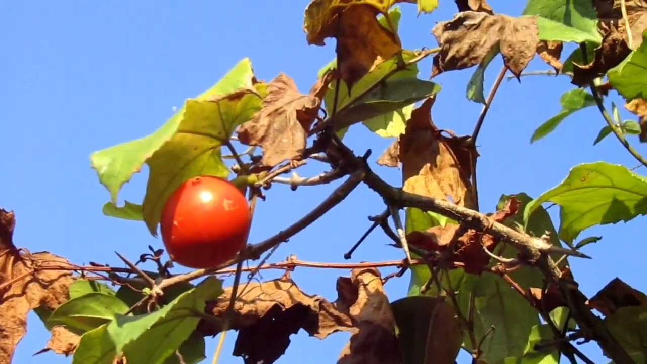 TRICHOSANTHES TRICUSPIDATA  / MAKAL FRUIT.