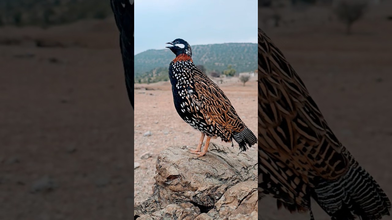 Kala Teetar Awaz | ##shorts #shortfeed #wildlife #kalateetar