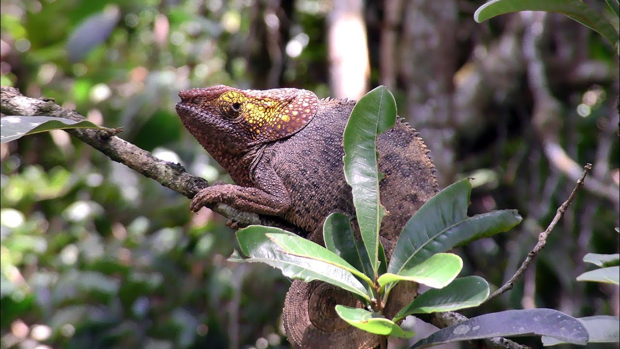 Madagaskar. P. N. Andasibe-Mantadia. 1.  Rez. Anamalazaotra