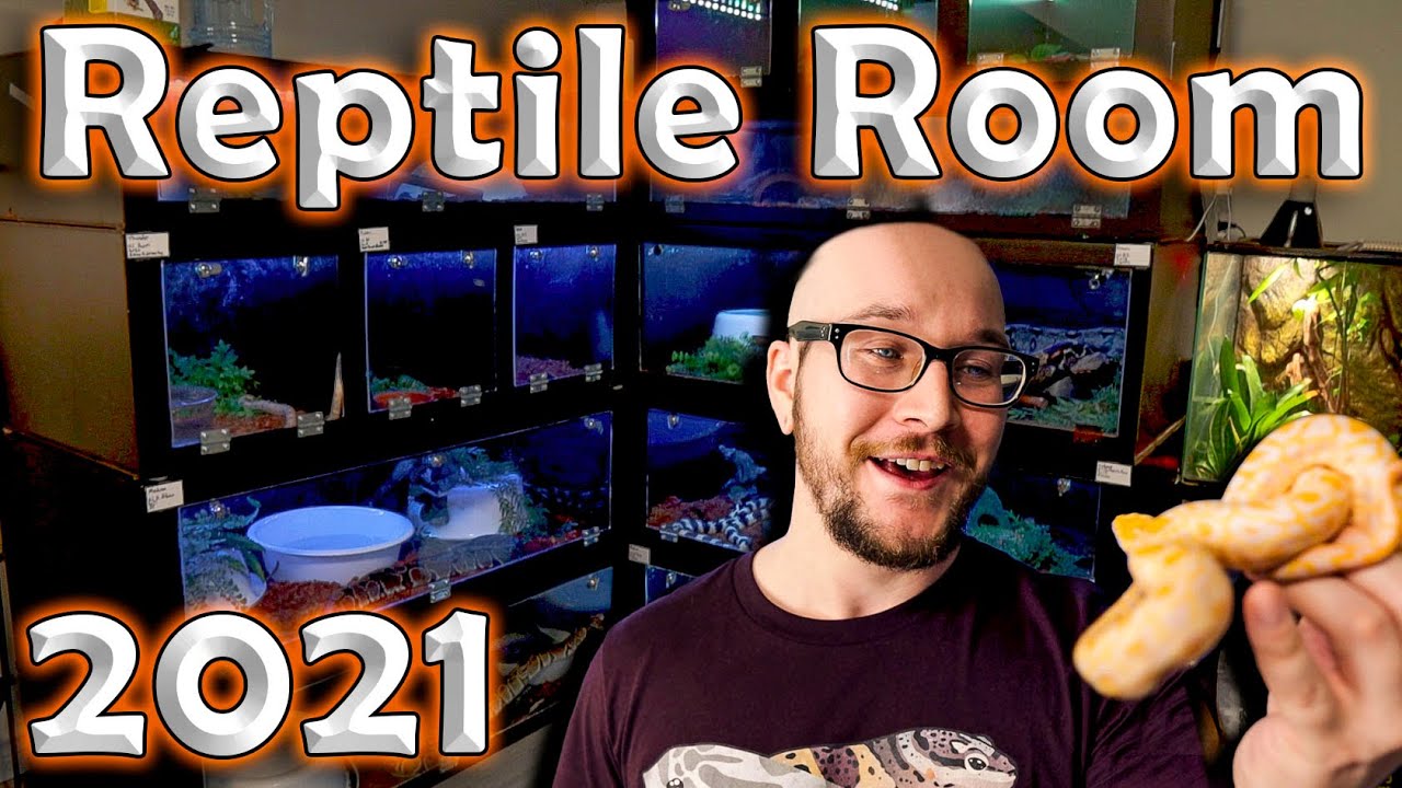 The NEW Reptile Room Tour 2021 | Over 75 Reptiles and Their Enclosures!