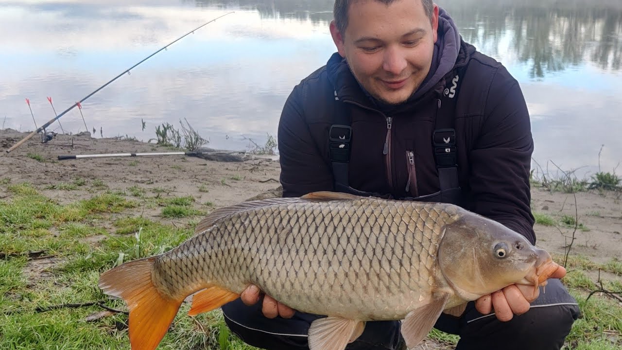 pecanje Šarana u ranu jesen - rijeka Drava Carpologic kokos