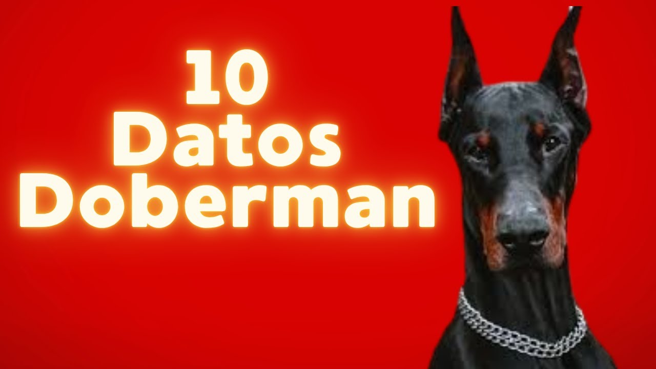 10 Datos Doberman