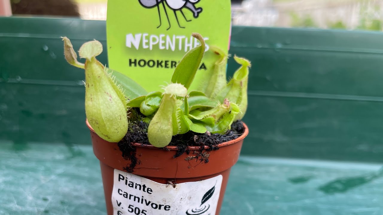 #34 #nepenthes #hookeriana coltivata in substrato alternativo