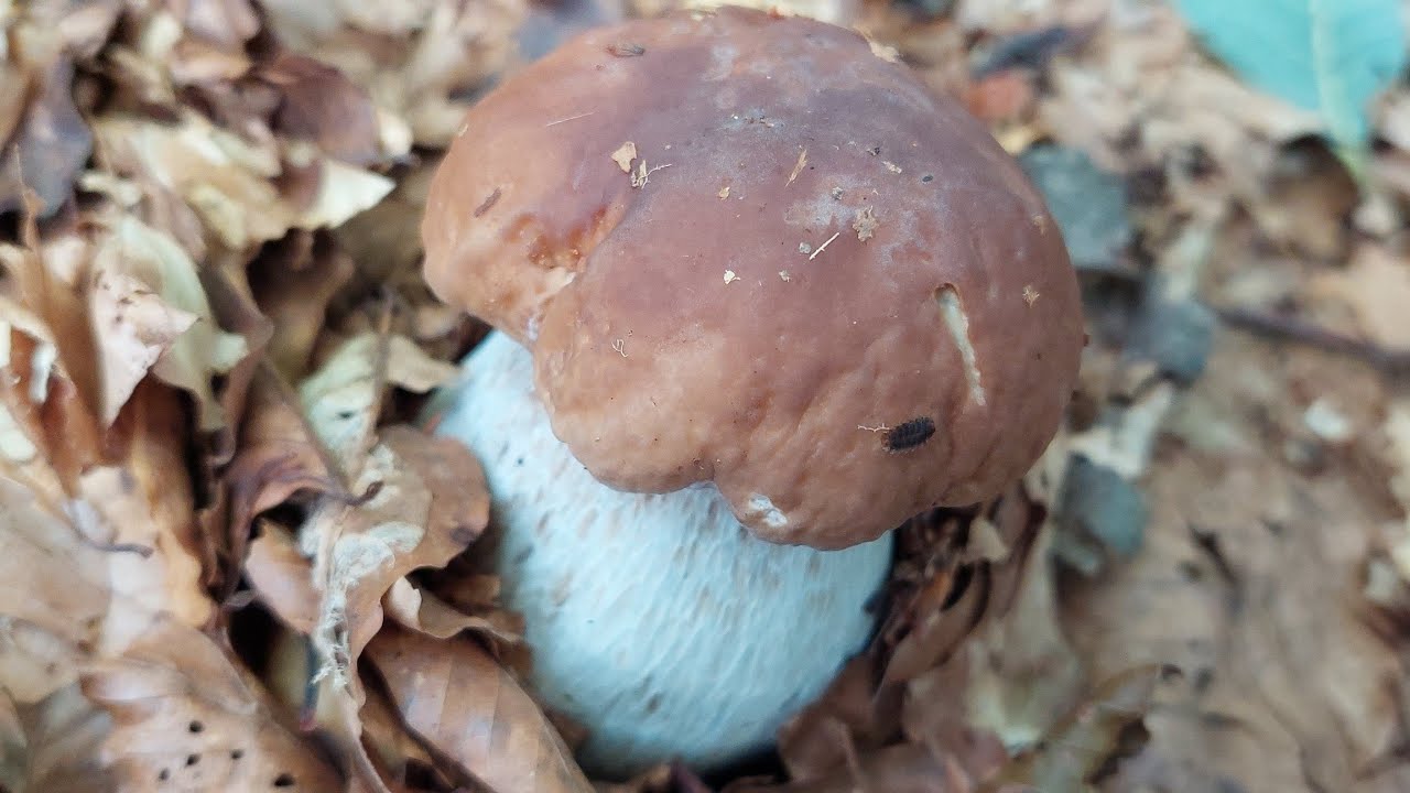 I porcini dei Cento Laghi 2021