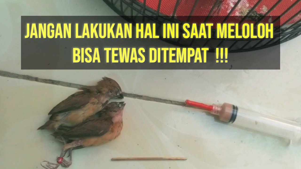 Kesalahan Fatal dalam MELOLOH burung EMPRIT